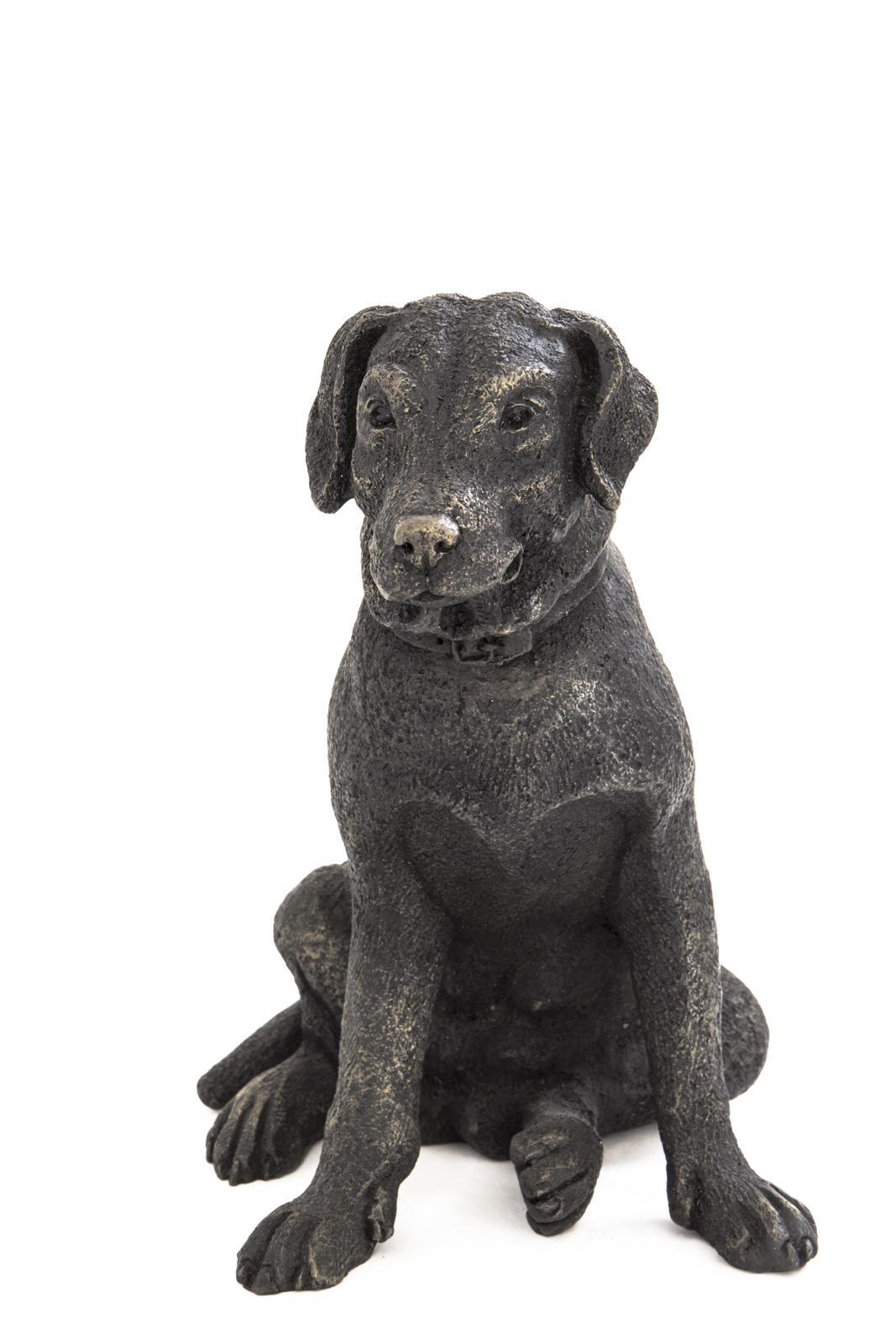 Little Nell, Small Labrador Sitting